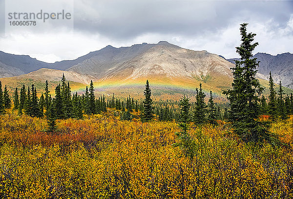Regenbogen  der sich kurz nach einem leichten Regen über das herbstlich gefärbte Laub der bewaldeten Tundra wölbt  Denali State Park; Alaska  Vereinigte Staaten von Amerika