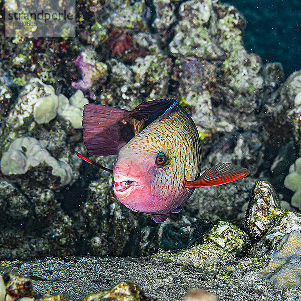 Dieser weibliche Bullethead-Papageienfisch (Chlorurus spilurus) drehte sich  um seine verschmolzenen Zähne zu enthüllen  mit denen Algen von Korallenköpfen abgeschabt werden. Er wurde beim Tauchen an der Küste von Kona  der Großen Insel  Hawaii  Insel Hawaii  Hawaii  Vereinigte Staaten von Amerika  fotografiert.