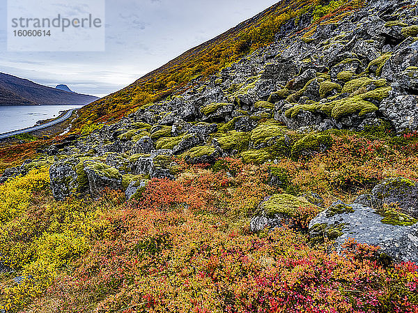 Bunte Tundra am Hang entlang des Alftafjorour-Fjordes; Sudavik  Region Westfjorde  Island