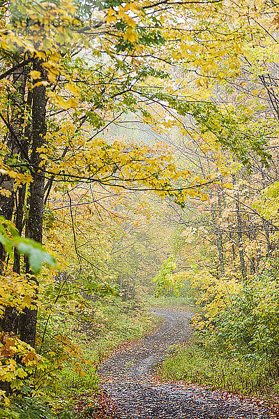 Ein Schotterweg schlängelt sich in Herbstfarben durch einen nebligen Wald in der Nähe von Grand Portage; Minnesota  Vereinigte Staaten von Amerika