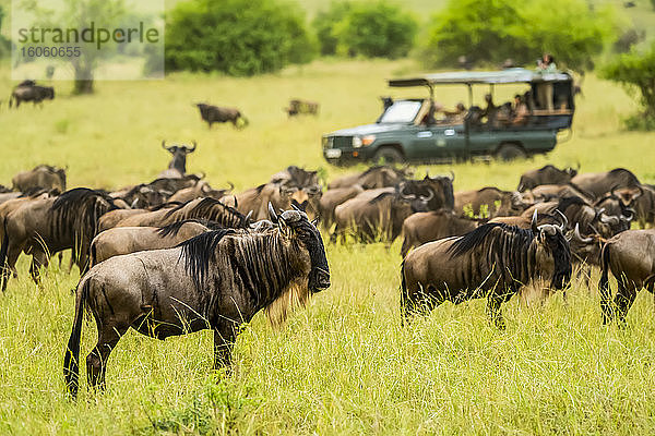 Herde von Streifengnus (Connochaetes taurinus) grast auf der Savanne  während Touristen im Lastwagen auf Safari Fotos machen; Kenia