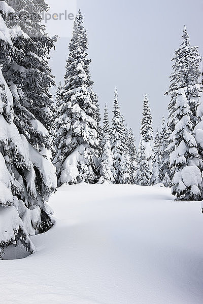Schneebedeckte Bäume im Winter  Banff National Park; Lake Louise  Alberta Kanada