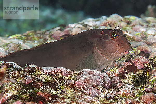 Der Breitbandschleimfisch (Ophiblennius steindachneri) ist in der Nähe von Rissen und Löchern im Riff um die Galapagos-Inseln zu finden; Galapagos-Inseln  Ecuador