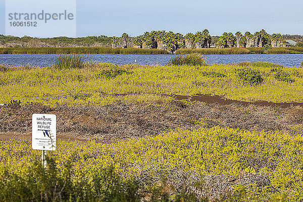 Kealia Pond National Wildlife Refuge ist ein Favorit für Vogelbeobachter; Maui  Hawaii  Vereinigte Staaten von Amerika