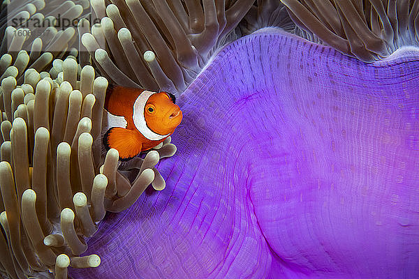 Wenn Sie sich nach Osten bewegen  wird der hier abgebildete westliche Clown-Anemonenfisch (Amphiprion ocellaris) durch den östlichen Clown-Anemonenfisch (Amphiprion percula) ersetzt; Philippinen