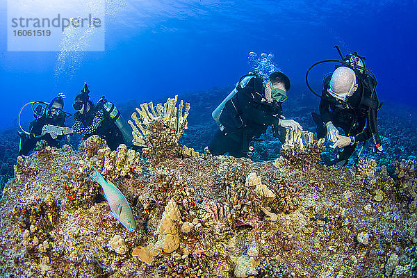 Forschungstaucher des MOC Marine Institute kleben zerbrochene Korallenköpfe wieder zusammen und kartieren Korallenschäden im Molokini Marine Preserve vor der Insel Maui  Hawaii. Künftig werden die Daten von hier helfen  den Gesundheitszustand der Riffe Hawaiis zu bestimmen; Maui  Hawaii  Vereinigte Staaten von Amerika