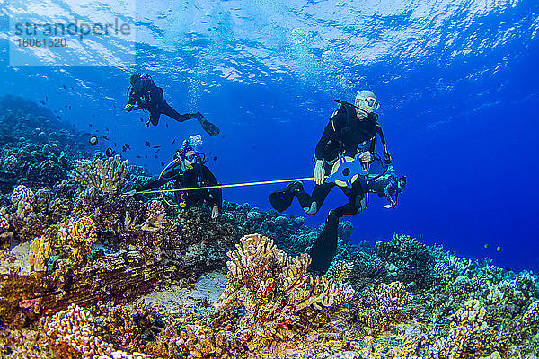 Forschungstaucher des MOC Marine Institute kartieren Korallenschäden im Molokini Marine Preserve vor der Insel Maui  Hawaii. Künftig werden die Daten von hier helfen  den Gesundheitszustand der Riffe Hawaiis zu bestimmen; Maui  Hawaii  Vereinigte Staaten von Amerika