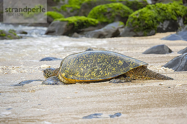 Eine Grüne Meeresschildkröte (Chelonia mydas)  eine vom Aussterben bedrohte Art  macht sich auf den Weg vom Strand zurück in den Pazifischen Ozean; Maui  Hawaii  Vereinigte Staaten von Amerika