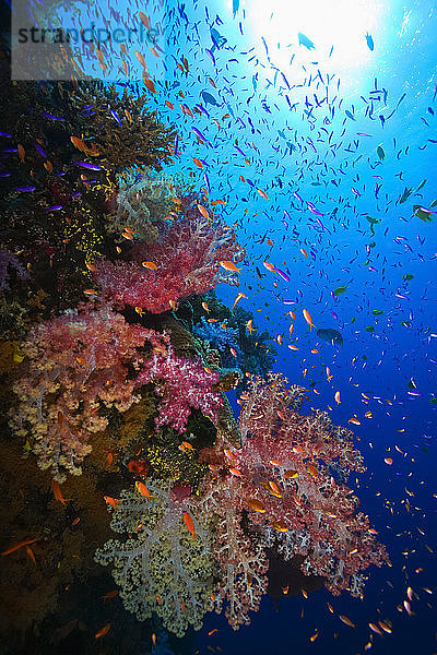 Farbenprächtige Unterwasser-Riffszene mit Fischschwärmen und Weichkorallen; Fidschi