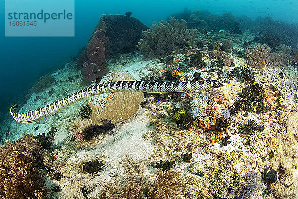 Giftig gebänderte gelblippige Seeschlange (Laticauda colubrina)  auch bekannt als Seekrait; Philippinen