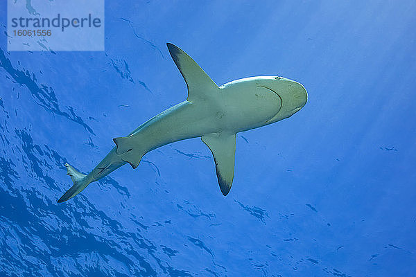 Ein weiblicher Schwarzspitzen-Riffhai (Carcharhinus melanopterus) zieht vor der Insel Yap vorbei; Yap  Mikronesien