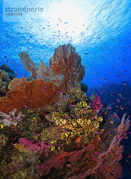 Farbenprächtige Riffszene mit Hart- und Weichkorallen und Fischen im Pazifik; Fidschi