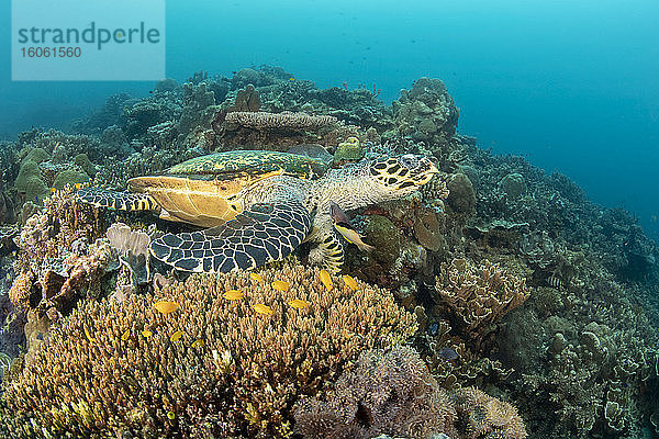 Ein Lippfisch wirft einen genauen Blick auf den Hals einer vom Aussterben bedrohten Echte Karettschildkröte (Eretmochelys imbricata) im Pazifischen Ozean; Philippinen