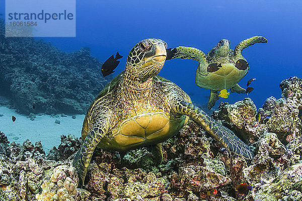 Grüne Meeresschildkröten (Chelonia mydas)  eine vom Aussterben bedrohte Art; Hawaii  Vereinigte Staaten von Amerika