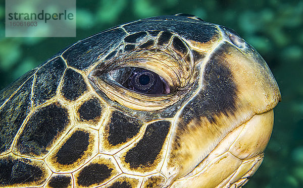 Ein genauer Blick in das Auge einer Grünen Meeresschildkröte (Chelonia mydas)  einer vom Aussterben bedrohten Art; Hawaii  Vereinigte Staaten von Amerika