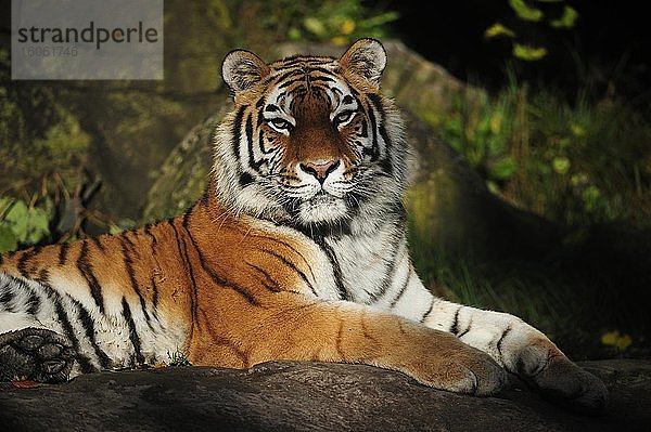 Sibirischer Tiger (Panthera tigris altaica)  adult  liegt auf Fels und schaut mit erhobenen Kopf in die Kamera  captive