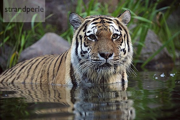 Sibirischer Tiger (Panthera tigris altaica)  adult  steht im Wasser und schaut in die Kamera  captive