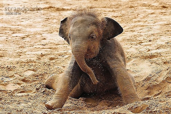Asiatischer Elefant (Elephas maximus indicus)  Jungtier beim Sandbad  captive