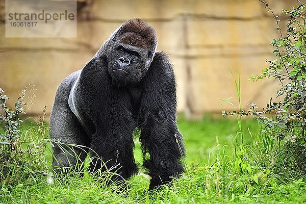 Westlicher Flachlandgorilla (Gorilla gorilla gorilla)  adultes Männchen steht im Gras  captive