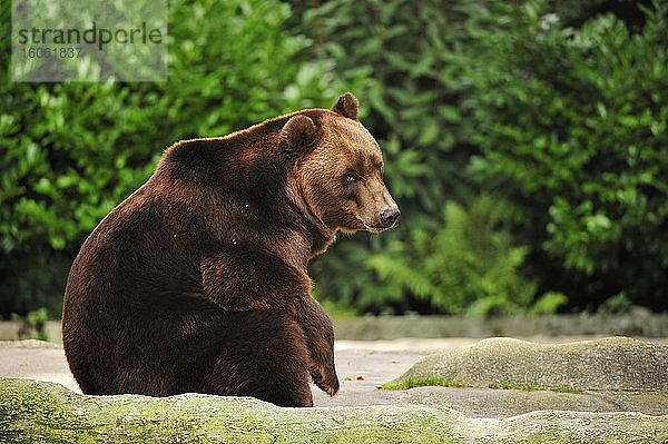 Braunbär (Ursus arctos) sitzt auf Fels  captive