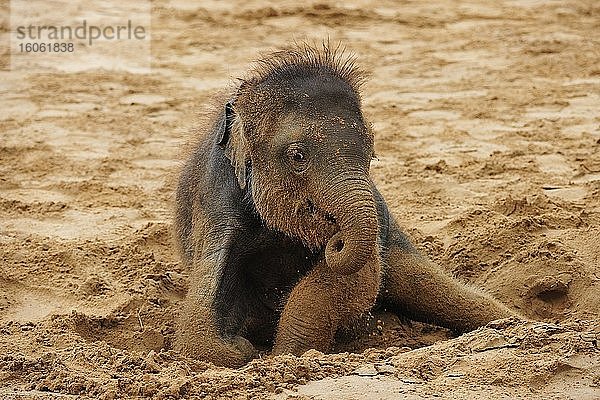 Asiatischer Elefant (Elephas maximus indicus)   Jungtier wälzt sich im Sand  captive