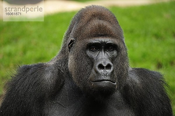 Westlicher Flachlandgorilla (Gorilla gorilla gorilla)  adultes Männchen  Porträt  captive
