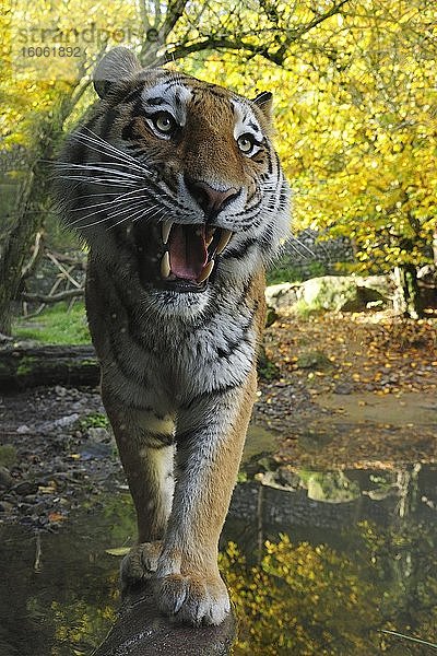 Sibirischer Tiger (Panthera tigris altaica)  adult  faucht mit geöffnetem Maul  captive