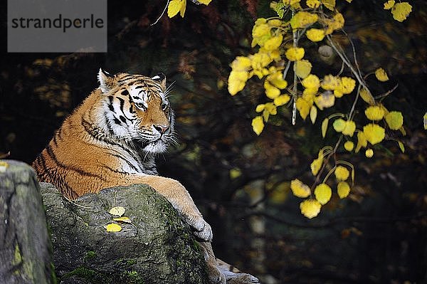 Sibirischer Tiger (Panthera tigris altaica)  adult  sitzt auf Felsen  captive