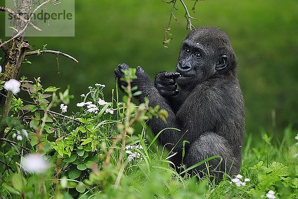 Westlicher Flachlandgorilla (Gorilla gorilla gorilla)  Jungtier  sitzt und frißt Pflanzen  captive