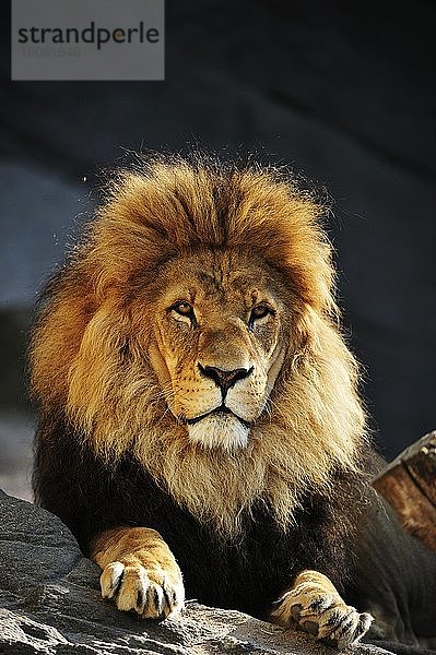 Löwe (Panthera leo)  Männchen  Porträt  captive