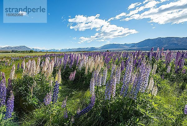 Lila Vielblättrige Lupinen (Lupinus polyphyllus)  Lake Tekapo vor Südalpen  Canterbury  Südinsel  Neuseeland  Ozeanien