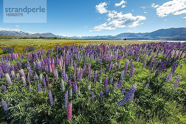 Lila Vielblättrige Lupinen (Lupinus polyphyllus)  Lake Tekapo vor Südalpen  Canterbury  Südinsel  Neuseeland  Ozeanien