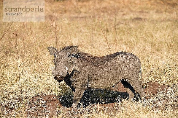 Warzenschwein (Phacochoerus africanus)  Chobe Nationalpark  Botswana  Afrika