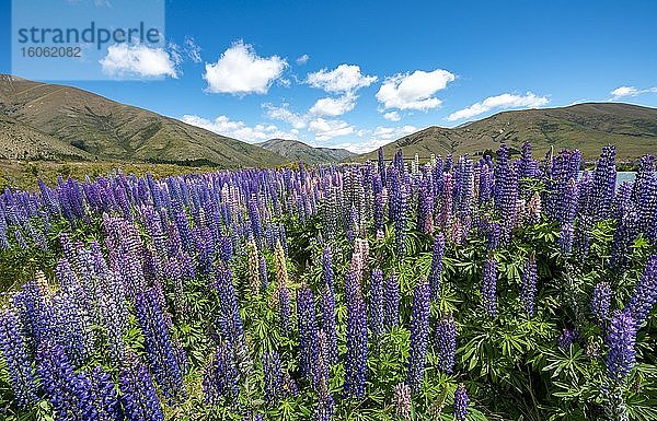 Lila blühende Vielblättrige Lupine (Lupinus polyphyllus)  bei Omarama  Otago  Südinsel  Neuseeland  Ozeanien