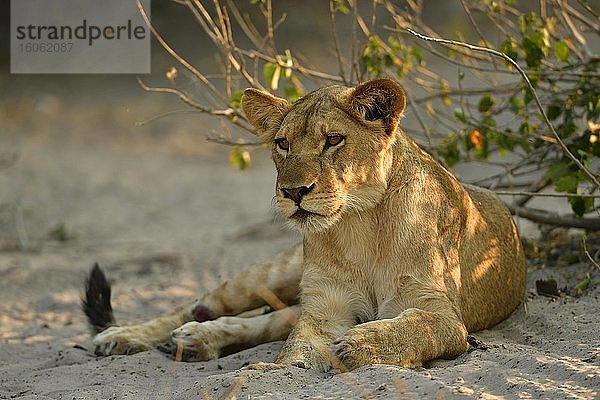 Löwin (Panthera leo)  Jungtier ruht im Schatten von einem Busch  Chobe Nationalpark  Chobe District  Botswana  Afrika