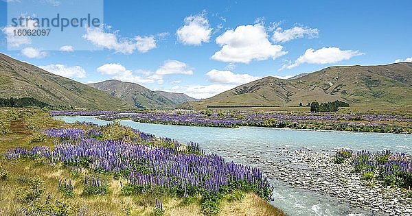 Fluss Ahuriri River  lila blühende Vielblättrige Lupine (Lupinus polyphyllus)  bei Omarama  Otago  Südinsel  Neuseeland  Ozeanien