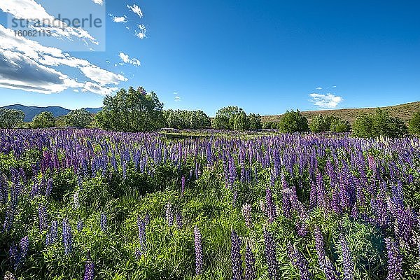 Lila Vielblättrige Lupinen (Lupinus polyphyllus)  Lake Tekapo vor Südalpen  Canterbury  Südinsel  Neuseeland  Ozeanien