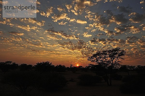Sonnenuntergang über der Kalahari  Namibia  Afrika