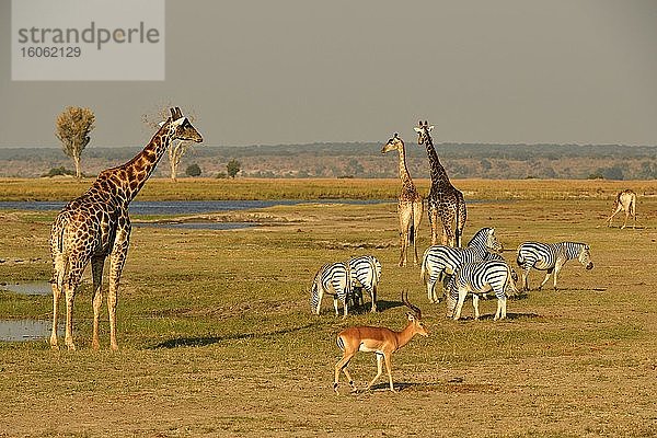 Afrikanische Tierwelt  Giraffen (Giraffa camelopardalis angolensis)  Burchell-Zebras (Equus burchelli) und Impala Antilope (Aepyceros melampus) am Ufer des Chobe River  Chobe Nationalpark  Botswana  Afrika