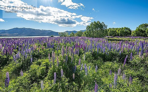 Lila Vielblättrige Lupinen (Lupinus polyphyllus)  Lake Tekapo vor Südalpen  Canterbury  Südinsel  Neuseeland  Ozeanien