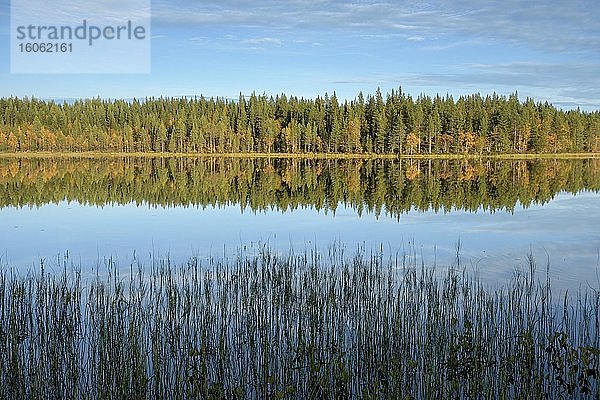 Herbstlicher nordischer Wald spiegelt sich in See  Kåbdalis  Norrbottens län  Schweden  Europa