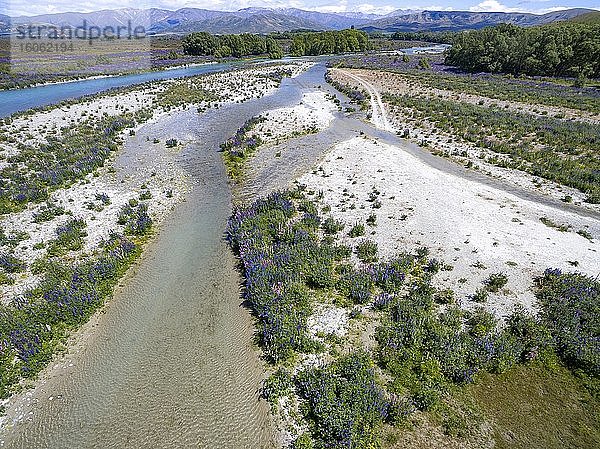 Flussbett des Ahuriri River  Luftaufnahme  lila blühende Vielblättrige Lupine (Lupinus polyphyllus)  bei Omarama  Otago  Südinsel  Neuseeland  Ozeanien