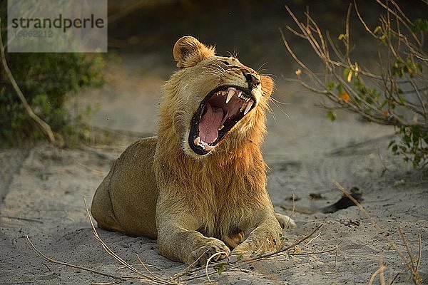 Löwe (Panthera leo) männlich  Männchen  Jungtier ruht im Schatten von einem Busch und gähnt  Chobe Nationalpark  Chobe District  Botswana  Afrika