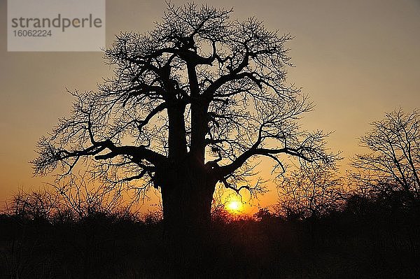 Alter Baobab Baum (Adansonia digitata) im Sonnenuntergang  Botswana  Afrika