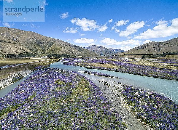 Flussbett des Ahuriri River  Luftaufnahme  lila blühende Vielblättrige Lupine (Lupinus polyphyllus)  bei Omarama  Otago  Südinsel  Neuseeland  Ozeanien