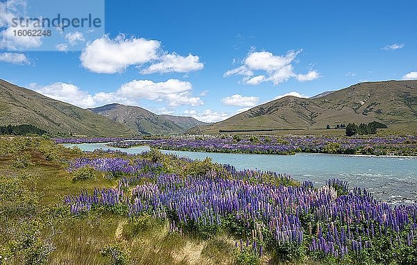 Fluss Ahuriri River  lila blühende Vielblättrige Lupine (Lupinus polyphyllus)  bei Omarama  Otago  Südinsel  Neuseeland  Ozeanien