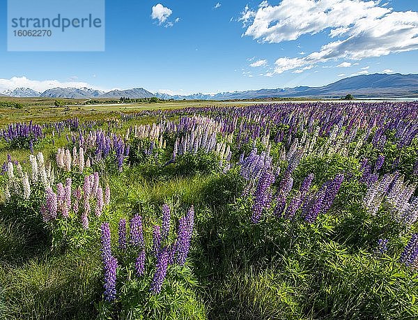 Lila Vielblättrige Lupinen (Lupinus polyphyllus)  Lake Tekapo vor Südalpen  Canterbury  Südinsel  Neuseeland  Ozeanien