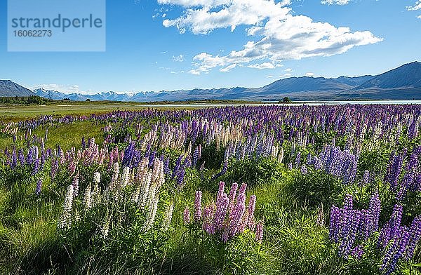 Lila Vielblättrige Lupinen (Lupinus polyphyllus)  Lake Tekapo vor Südalpen  Canterbury  Südinsel  Neuseeland  Ozeanien