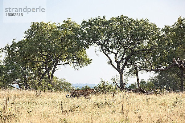 Leopard Panthera pardus beim Gang durch die offene Ebene im gelben Gras.