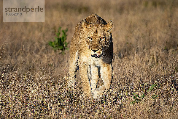 Eine Löwin Panthera leo geht auf die Kamera zu und schaut aus dem Bild heraus auf trockenes braunes Gras